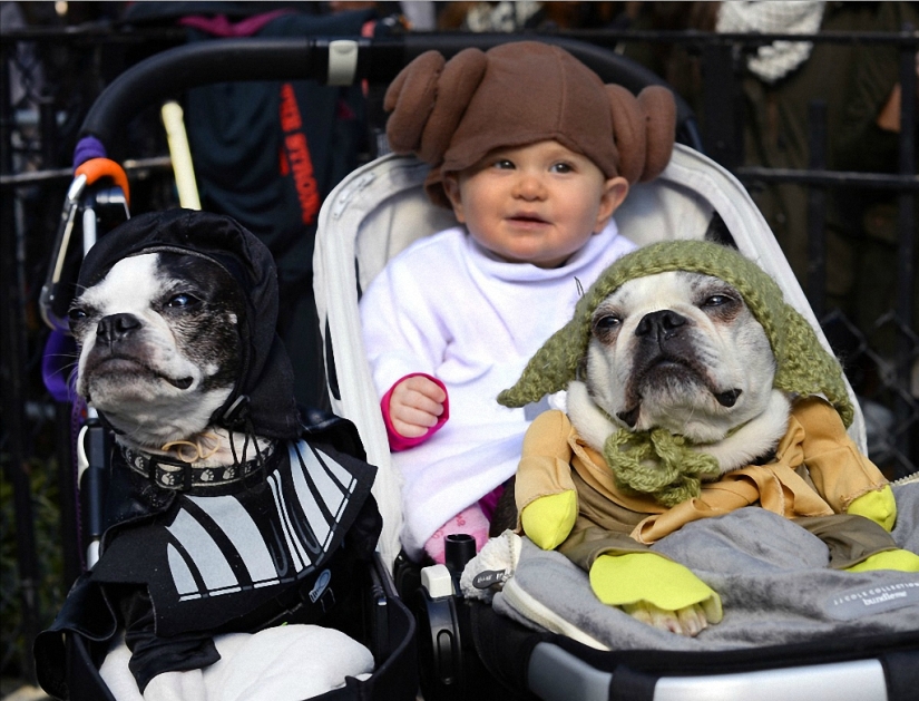 The largest costumed dog parade