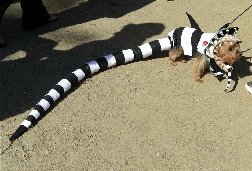The largest costumed dog parade