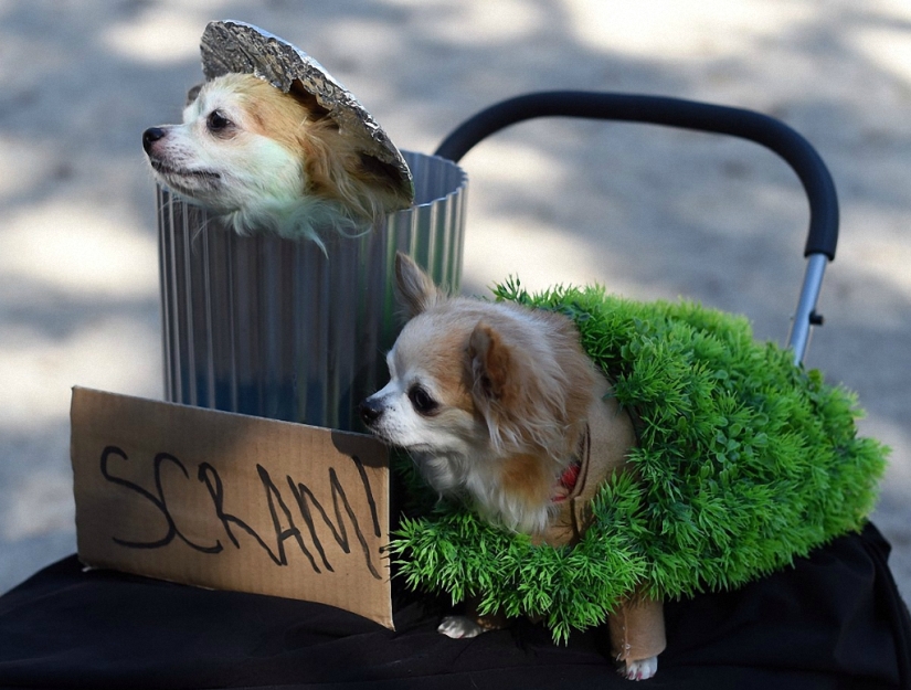 The largest costumed dog parade