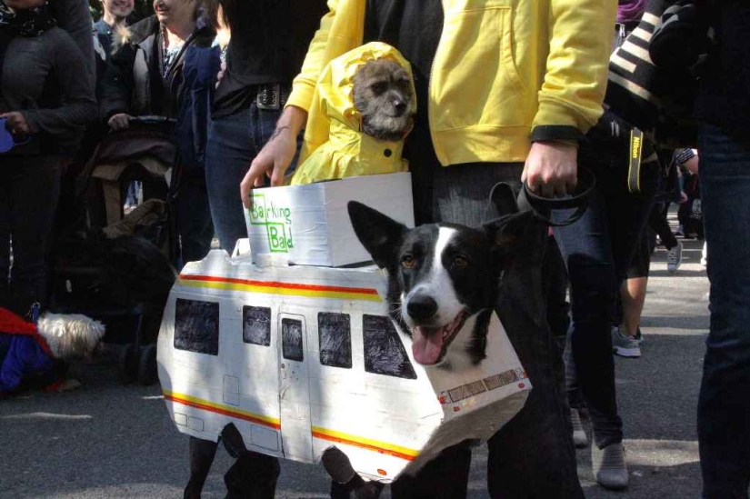 The largest costumed dog parade