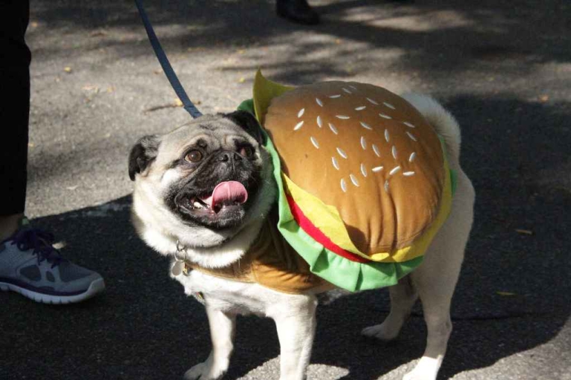 The largest costumed dog parade