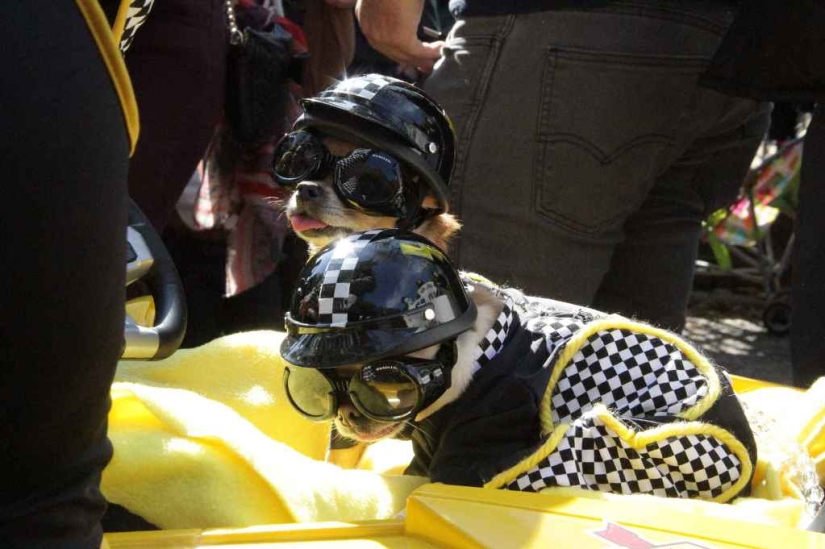 The largest costumed dog parade