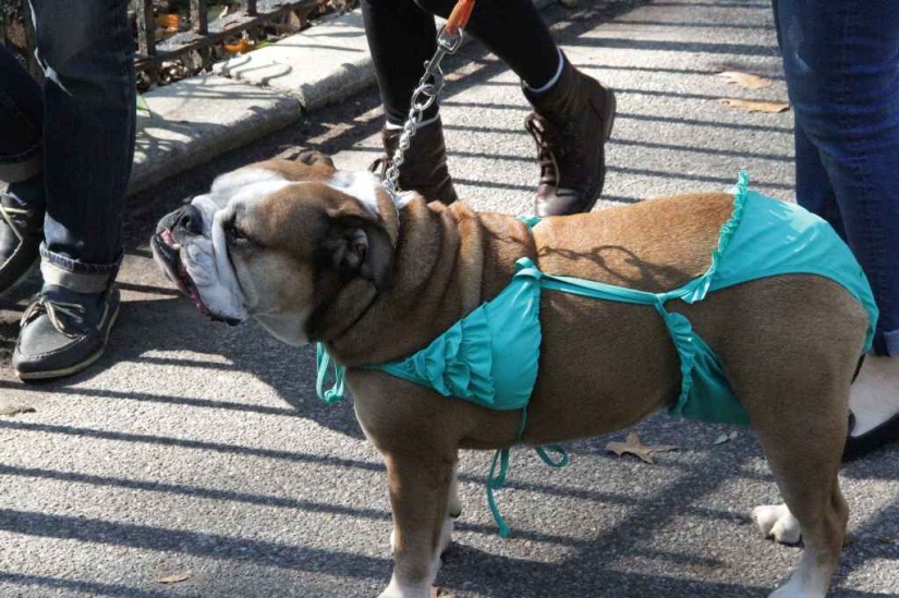 The largest costumed dog parade