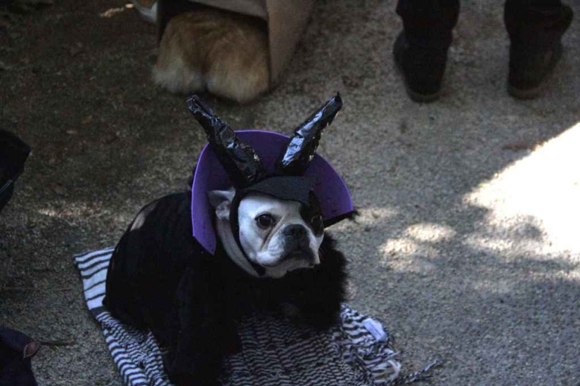 The largest costumed dog parade