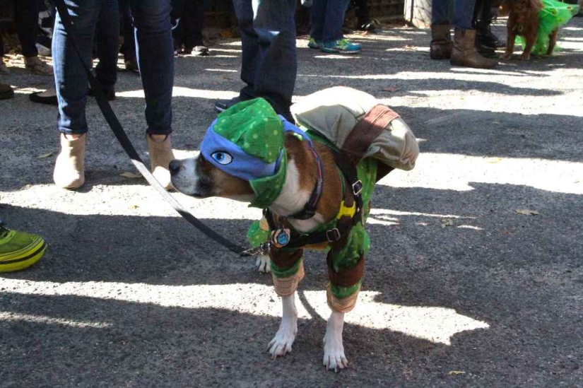 The largest costumed dog parade