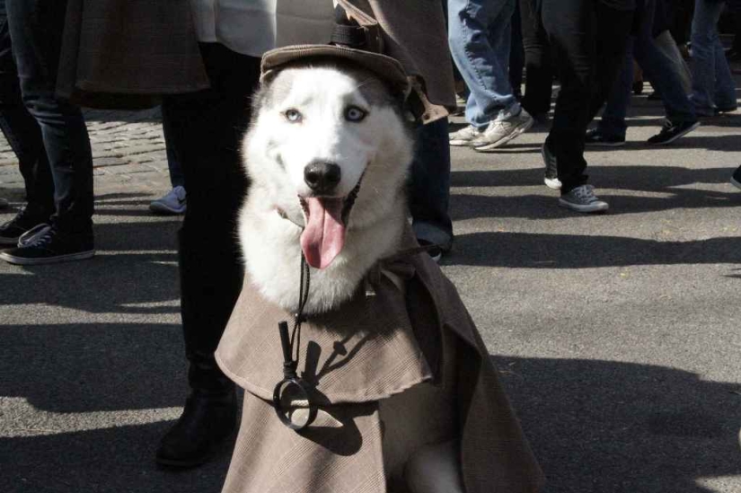 The largest costumed dog parade