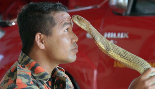 The last kiss: the most famous snake catcher died from a cobra bite