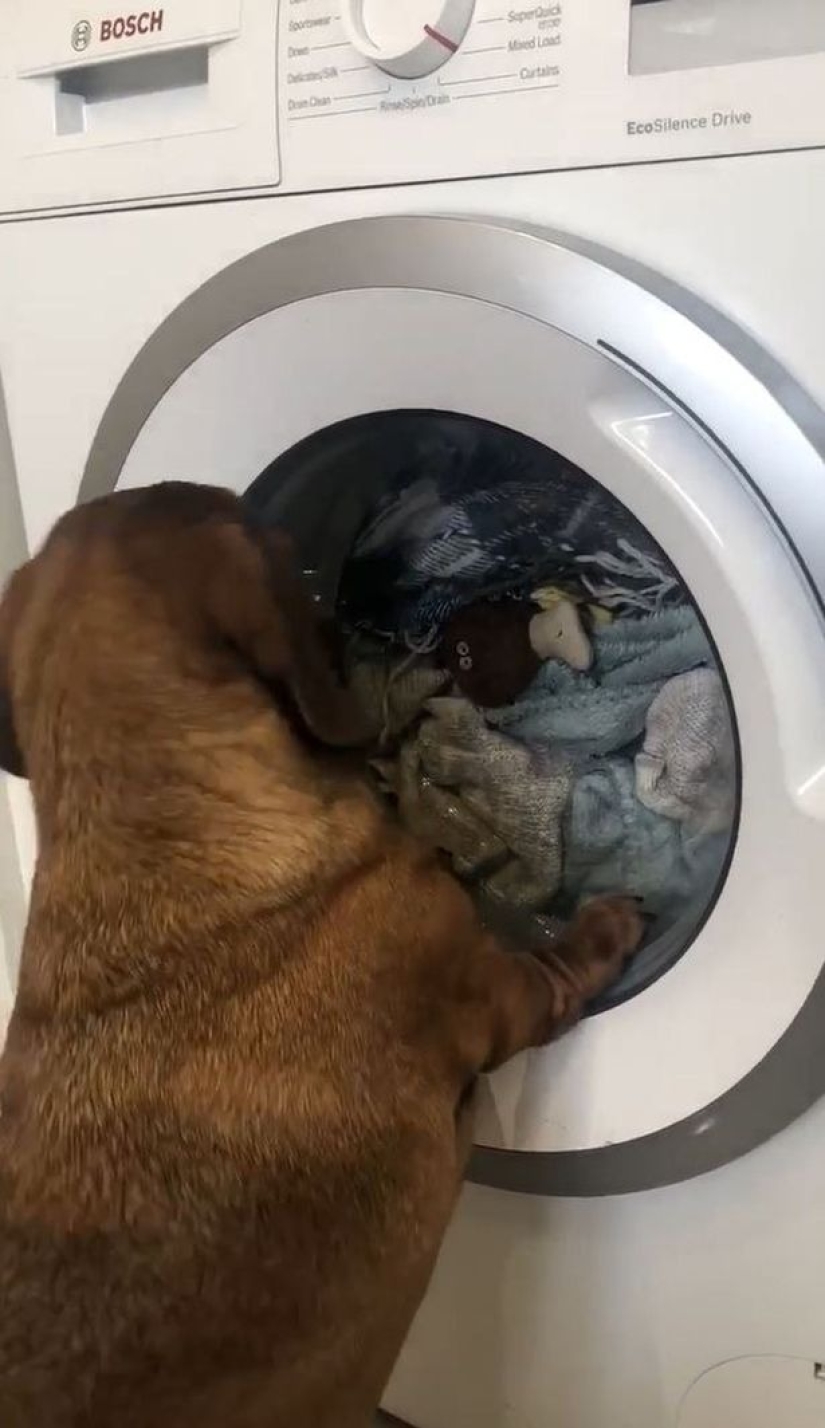 The little dachshund cried for an hour while her favorite toy was being washed in a typewriter The little dachshund cried for an hour while her favorite toy was being washed in a typewriter