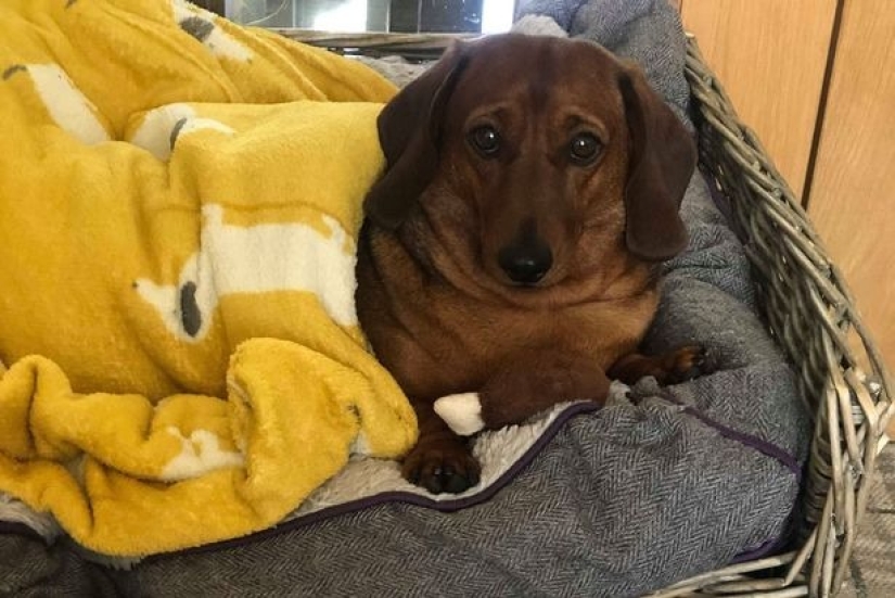 The little dachshund cried for an hour while her favorite toy was being washed in a typewriter The little dachshund cried for an hour while her favorite toy was being washed in a typewriter