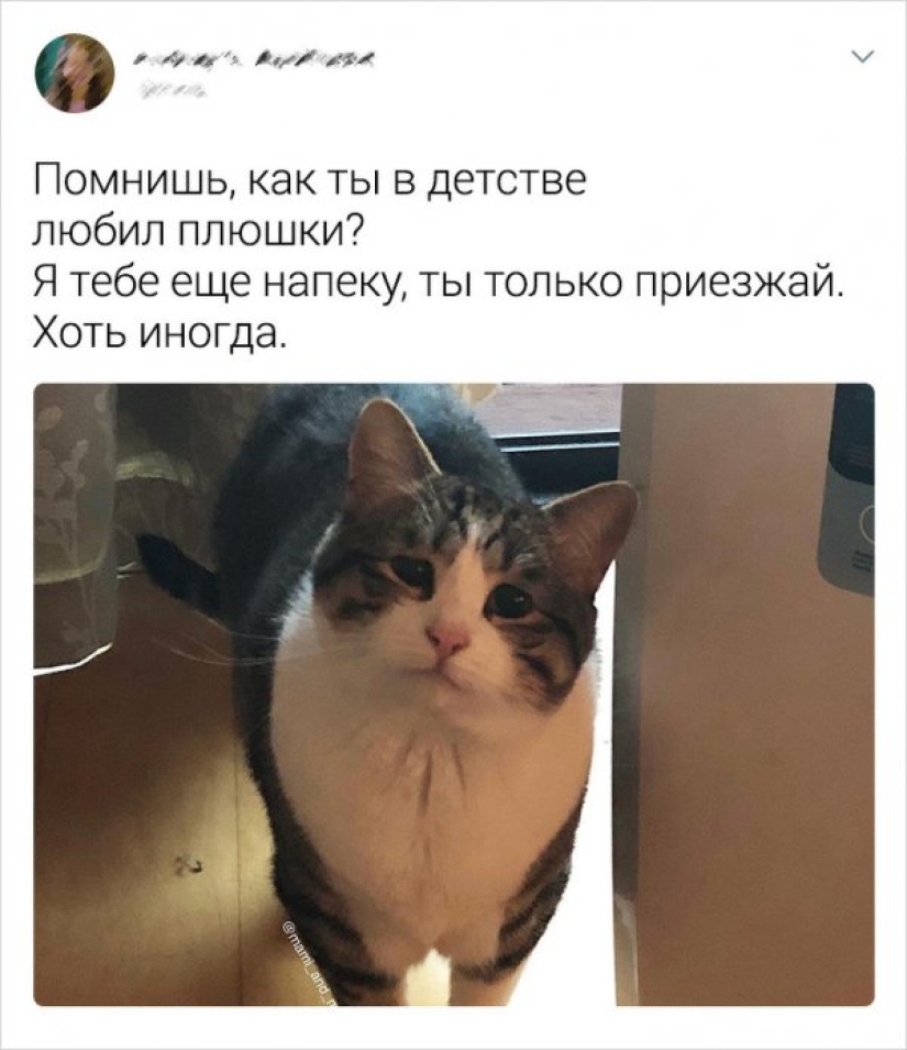 The main memes of 2019, over which we will continue to laugh in 2020 The main memes of 2019, over which we will continue to laugh in 2020