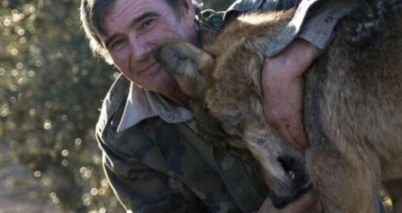 The man is a friend to the wolf: the Spaniard has lived with predators for 12 years and cannot get used to people for 50 years
