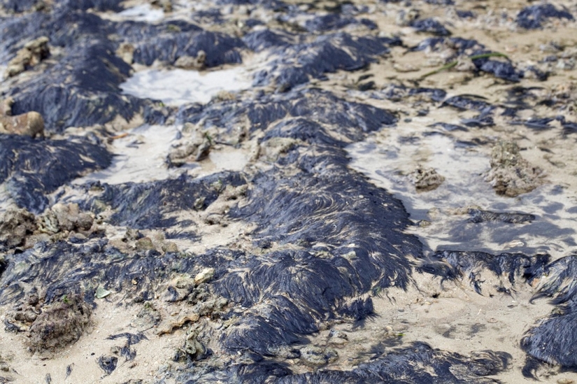 The most amazing facts about dolphins