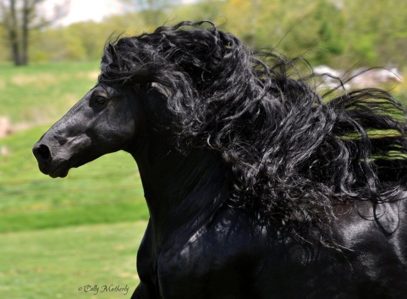 The most beautiful horse in the world