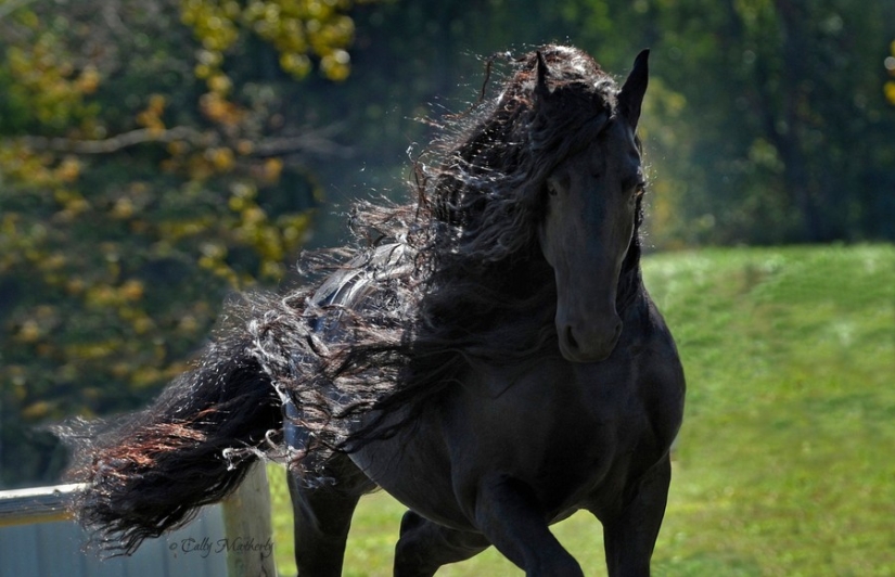 The most beautiful horse in the world