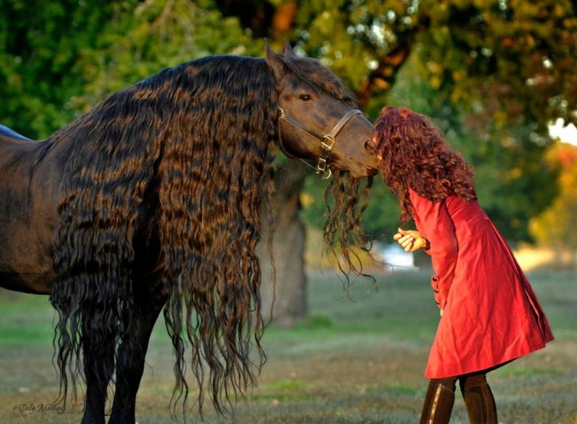 The most beautiful horse in the world