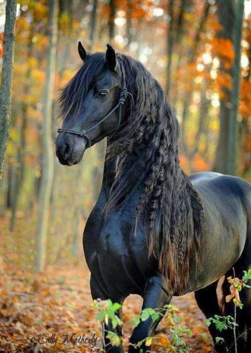 The most beautiful horse in the world