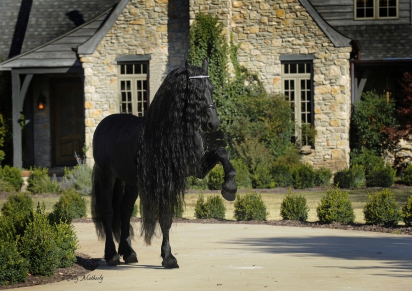 The most beautiful horse in the world