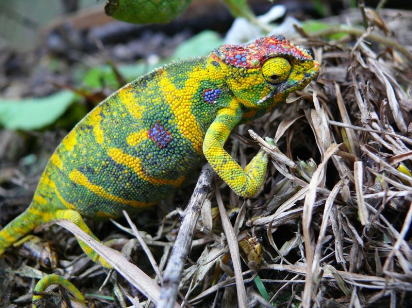 The most colorful chameleons
