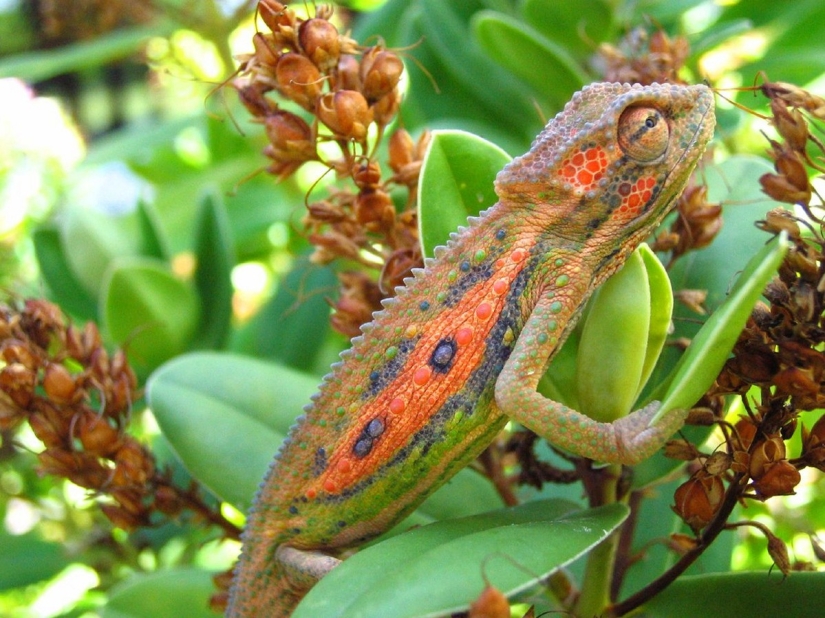 The most colorful chameleons