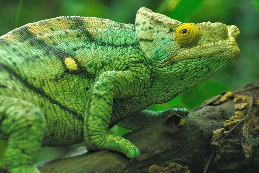 The most colorful chameleons