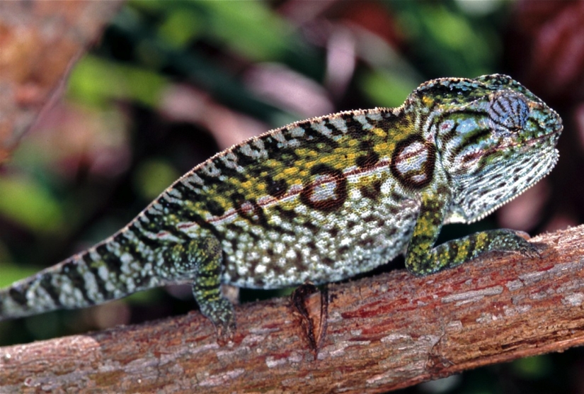 The most colorful chameleons
