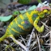 The most colorful chameleons The most colorful chameleons