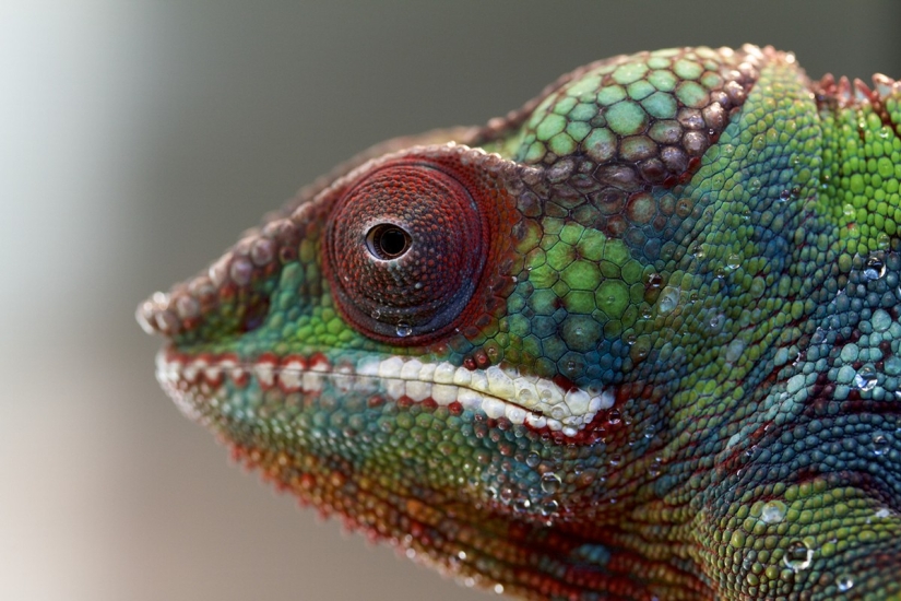 The most colorful chameleons