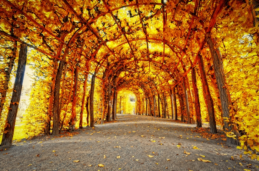 The most exciting alleys on the planet, which are definitely worth a walk The most exciting alleys on the planet, which are definitely worth a walk