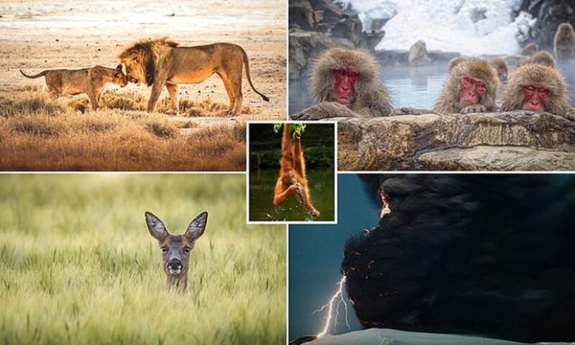 The most impressive wildlife images from the Agora #Wild2020 photo contest The most impressive wildlife images from the Agora #Wild2020 photo contest