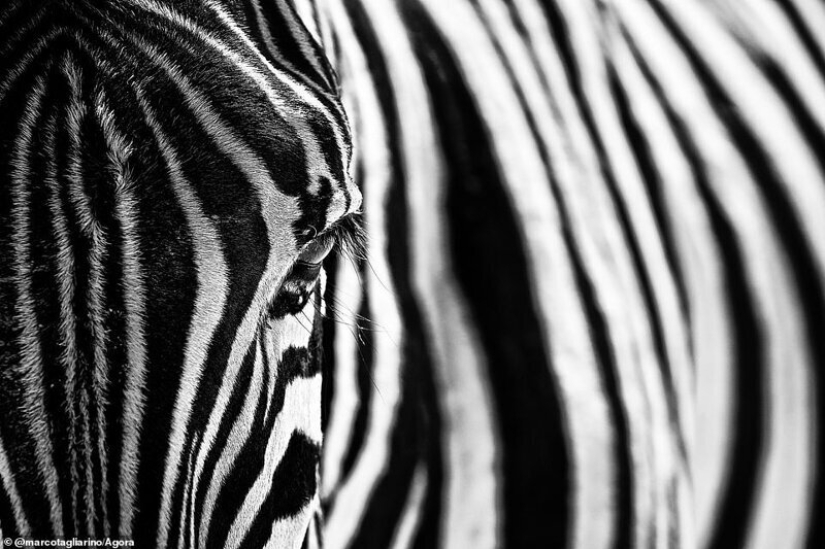 The most impressive wildlife images from the Agora #Wild2020 photo contest The most impressive wildlife images from the Agora #Wild2020 photo contest