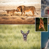 The most impressive wildlife images from the Agora #Wild2020 photo contest