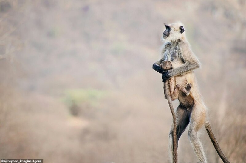 The most impressive wildlife images from the Agora #Wild2020 photo contest The most impressive wildlife images from the Agora #Wild2020 photo contest