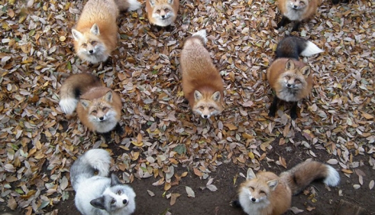 The most mimimish place on earth is the Japanese village of foxes