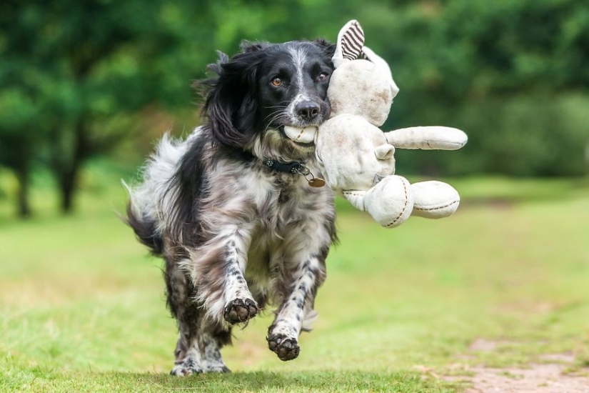 The most photogenic dogs: guide dogs, employees and just human friends