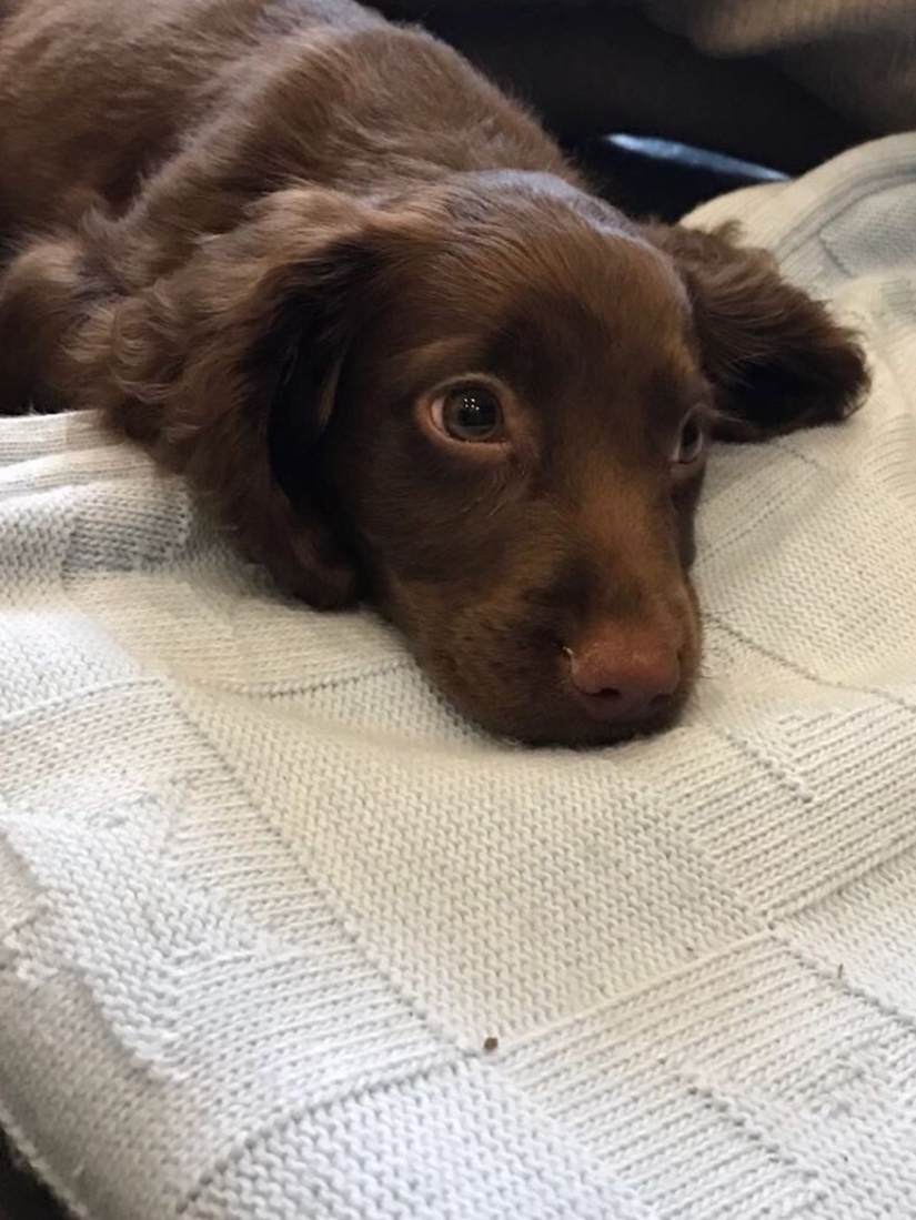 The most photogenic dogs: guide dogs, employees and just human friends