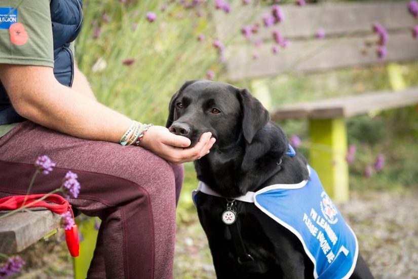 The most photogenic dogs: guide dogs, employees and just human friends