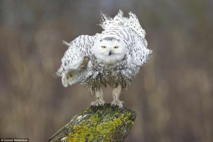 The most touching photo from the best works of the Wildlife Photographer of the Year contest The most touching photo from the best works of the Wildlife Photographer of the Year contest