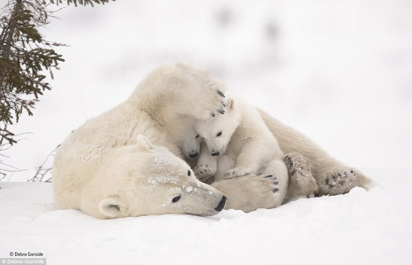 The most touching photo from the best works of the Wildlife Photographer of the Year contest The most touching photo from the best works of the Wildlife Photographer of the Year contest