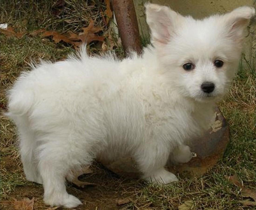 The most unusual dog breeds The most unusual dog breeds