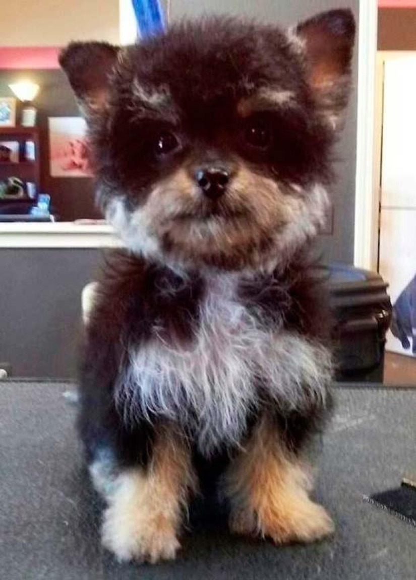 The most unusual dog breeds The most unusual dog breeds