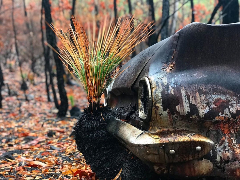 The nature of Australia began to revive after the fires The nature of Australia began to revive after the fires