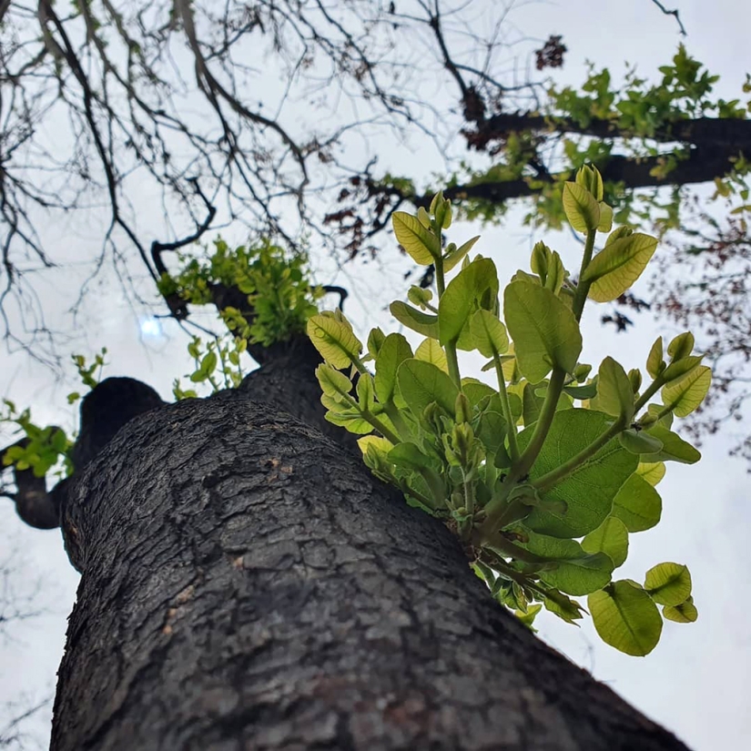 The nature of Australia began to revive after the fires The nature of Australia began to revive after the fires