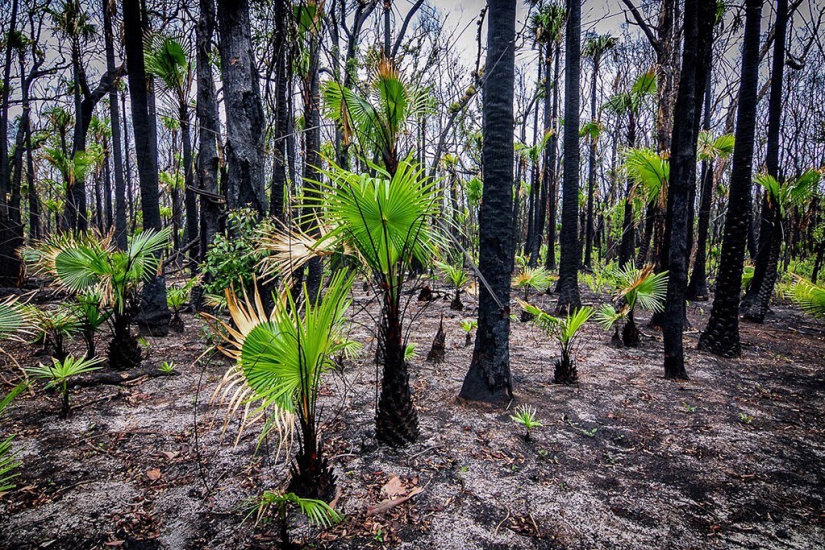 The nature of Australia began to revive after the fires The nature of Australia began to revive after the fires