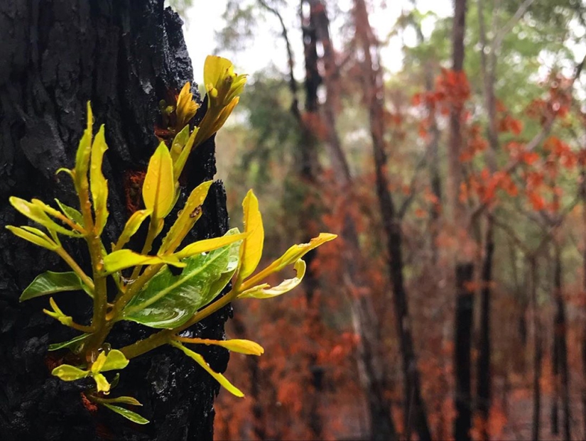 The nature of Australia began to revive after the fires The nature of Australia began to revive after the fires