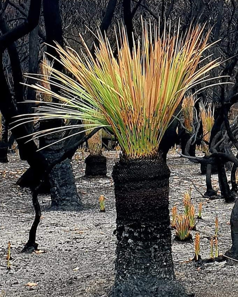 The nature of Australia began to revive after the fires The nature of Australia began to revive after the fires