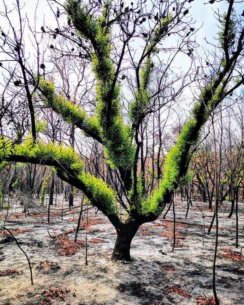 The nature of Australia began to revive after the fires The nature of Australia began to revive after the fires