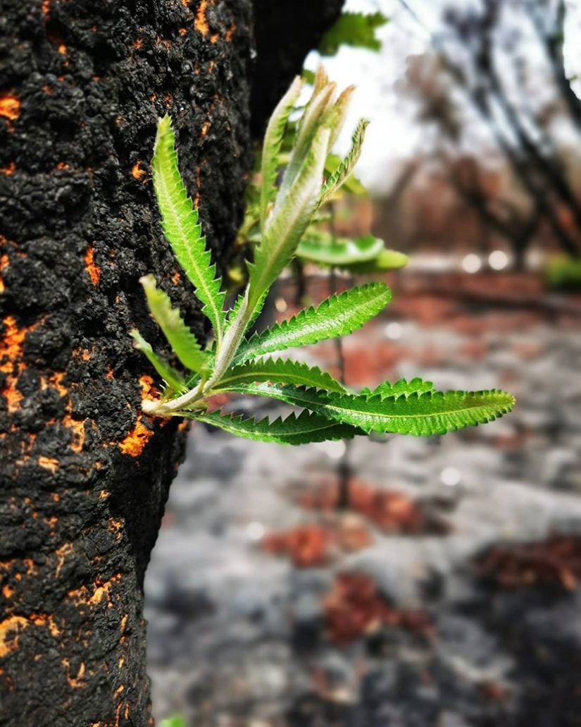 The nature of Australia began to revive after the fires The nature of Australia began to revive after the fires
