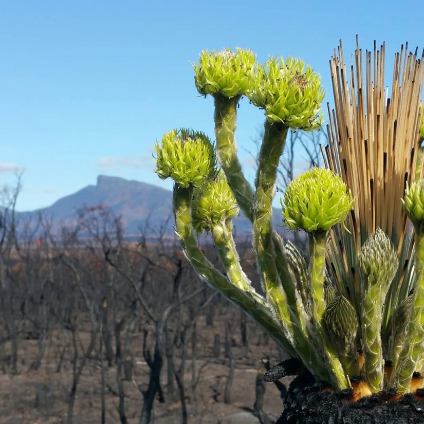 The nature of Australia began to revive after the fires The nature of Australia began to revive after the fires