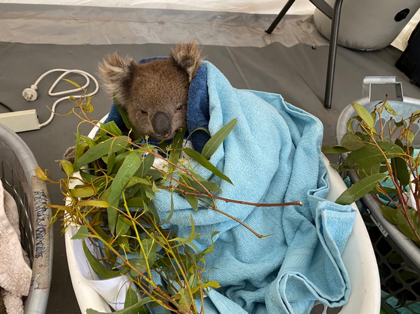 The nature of Australia began to revive after the fires The nature of Australia began to revive after the fires