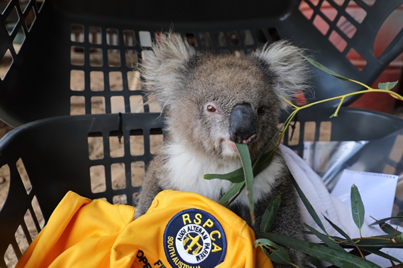 The nature of Australia began to revive after the fires The nature of Australia began to revive after the fires